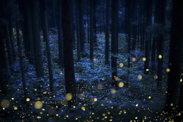Magical looking forest filled with light orbs.